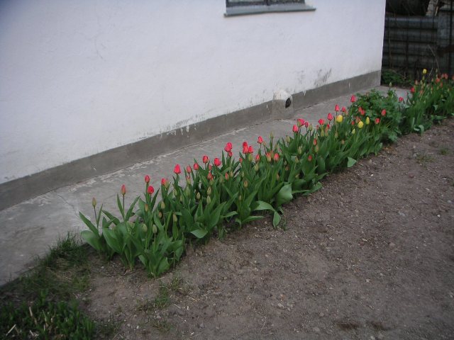 Tulips